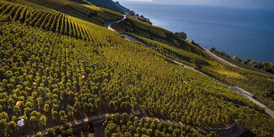 Eine aussergewöhnliche Weinernte hat das heisse und trockene Jahr 2018 gebracht. Im Bild Traubenlese im Lauvaux am Genfersee. (Archivbild)