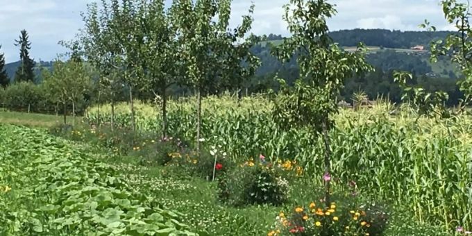 Agroforstwirtschaft Agroforstwirtschaft