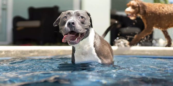 Hund im Pool