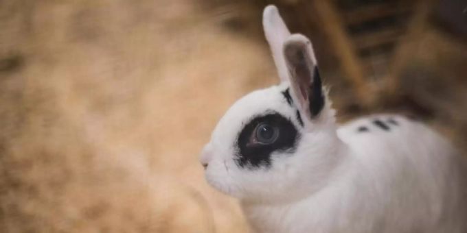 Ein Kaninchen sitzt in einem Tierheim in seinem Käfig. Foto: Andreas Arnold/dpa Ein Kaninchen sitzt in einem Tierheim in seinem Käfig. Foto: Andreas Arnold/dpa