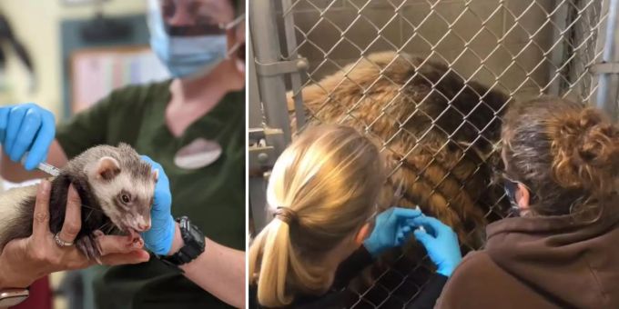 Frettchen & Bären - US-Zoo impft seine Tiere gegen Corona