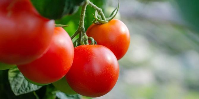 Tomatenvirus Schweiz