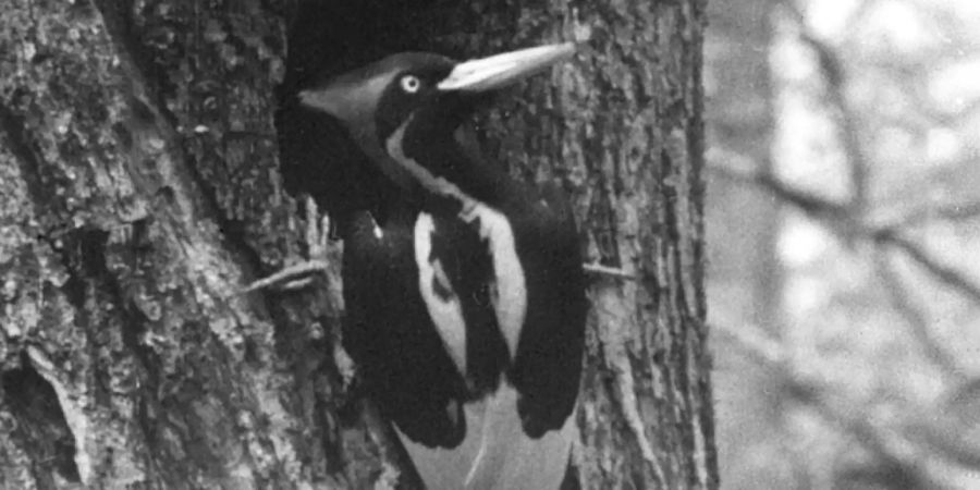 Elfenbeinspecht