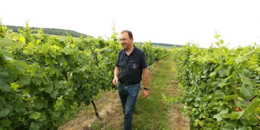 Revolution im Champagner-Anbau