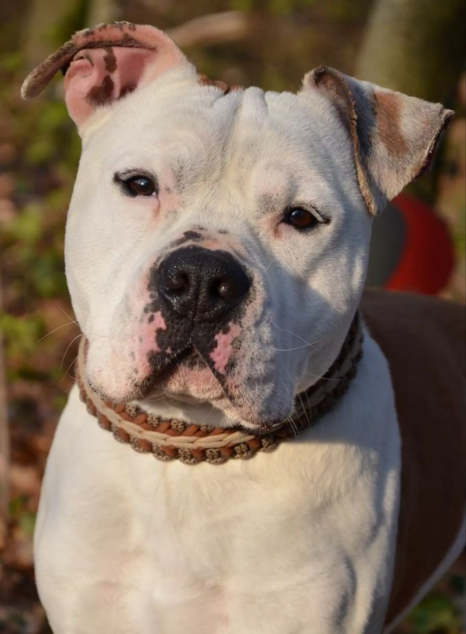 Bobby ist schon längere Zeit im Tierheim Böhler und hofft, bald ein neues Zuhause zu finden. Bobby Tierheim Böhler