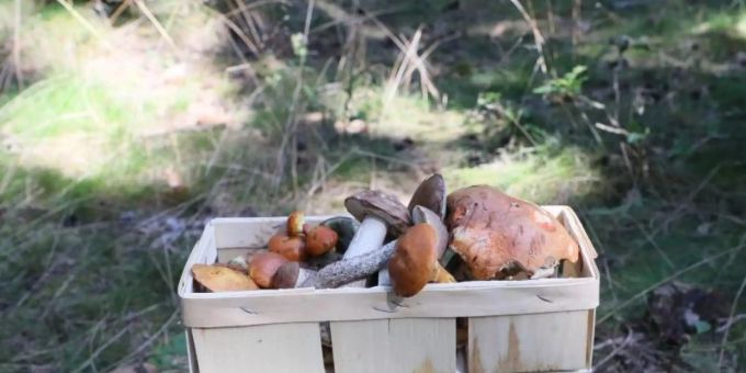 Pilzsammler blicken zuversichtlich in den Herbst. Genügend Feuchtigkeit für den Waldboden und keine langen Trockenperioden lassen die Chancen gut stehen. Foto: Bodo Schackow/dpa-Zentralbild/dpa Pilzsammler blicken zuversichtlich in den Herbst. Genügend Feuchtigkeit für den Waldboden und keine langen Trockenperioden lassen die Chancen gut stehen. Foto: Bodo Schackow/dpa-Zentralbild/dpa