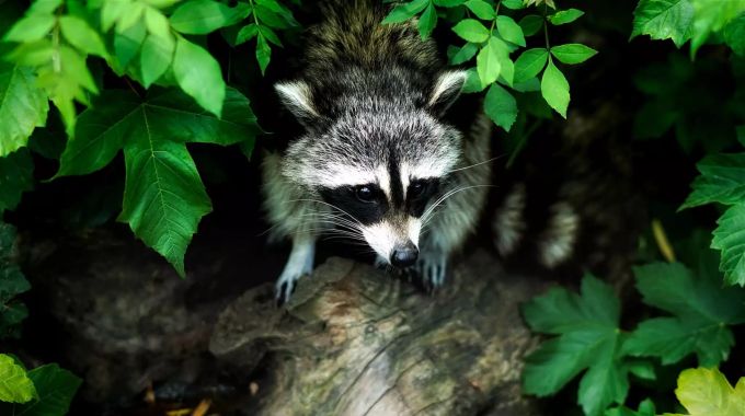 Waschbären sind Allesfresser. Waschbär
