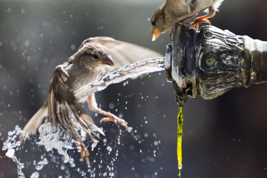 In den letzten Tagen erreichten die Temperaturen weit über 30 Grad, auch Tiere suchten Abkühlung.