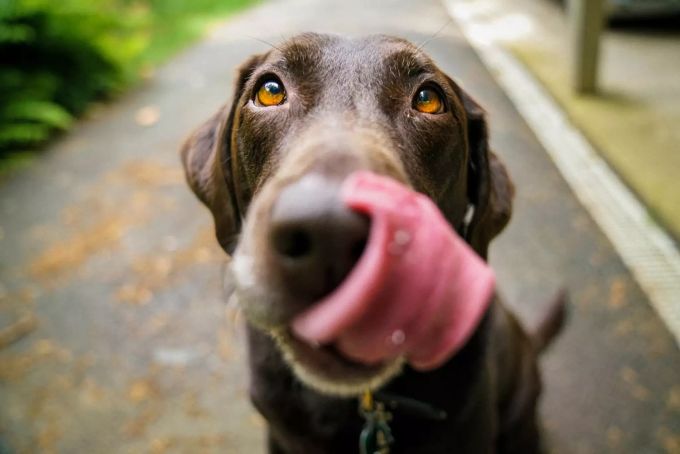 Je nach Rasse müssen Hunde mehr oder weniger beschäftigt werden. Ein Hund