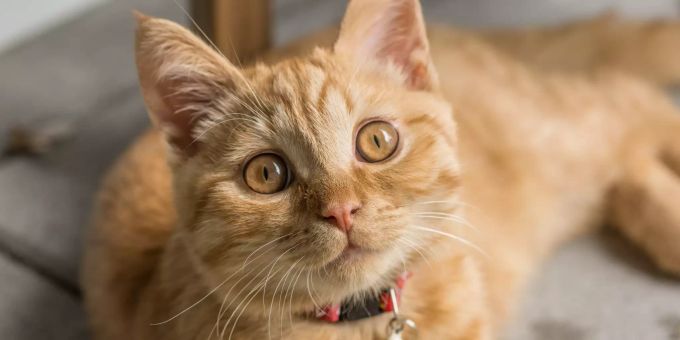 Rote Katze. Rote Katze.