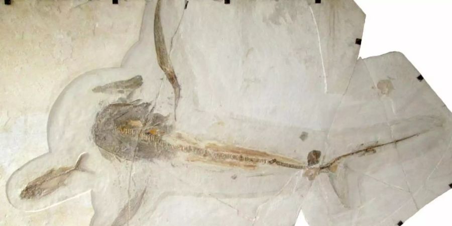 Dieses Fossil (Teile wurden rekonstruiert) eines 93 Millionen Jahre alten «Adlerhais» hat ein europäisch-mexikanisches Paläontologen-Team entdeckt. Das 1,7 Meter lange Tier habe Brustflossen mit einer Spannweite von 1,9 Metern gehabt, berichten die Forscher. Foto: Vullo et al./Science (2021)/dpa