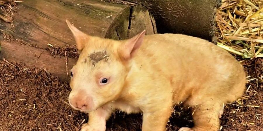 Das goldfarbene Wombat-Mädchen Honey Bun im Ballarat Wildlife Park. Foto: Greg Parker/Ballarat Wildlife Park/dpa