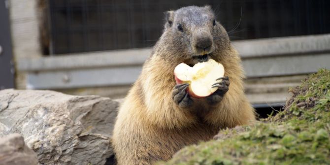 Tierpark Biel Futter