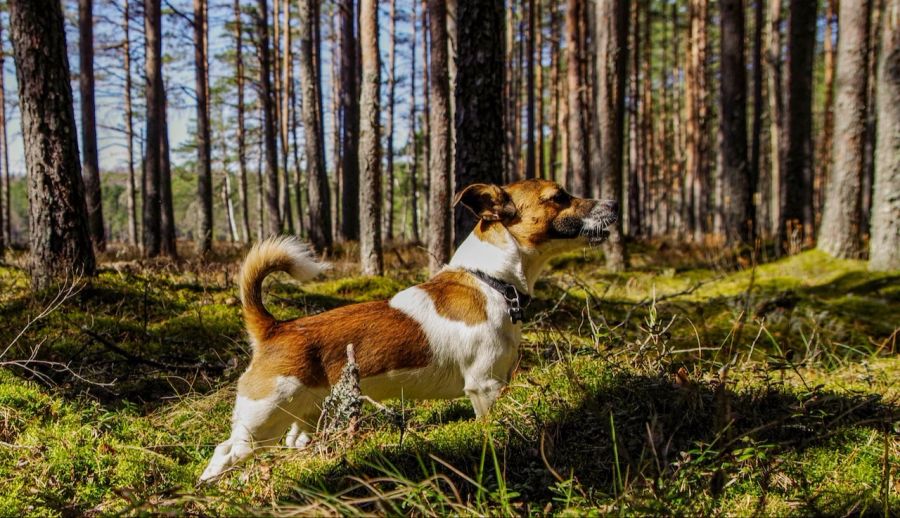 Jack Russel Terrier