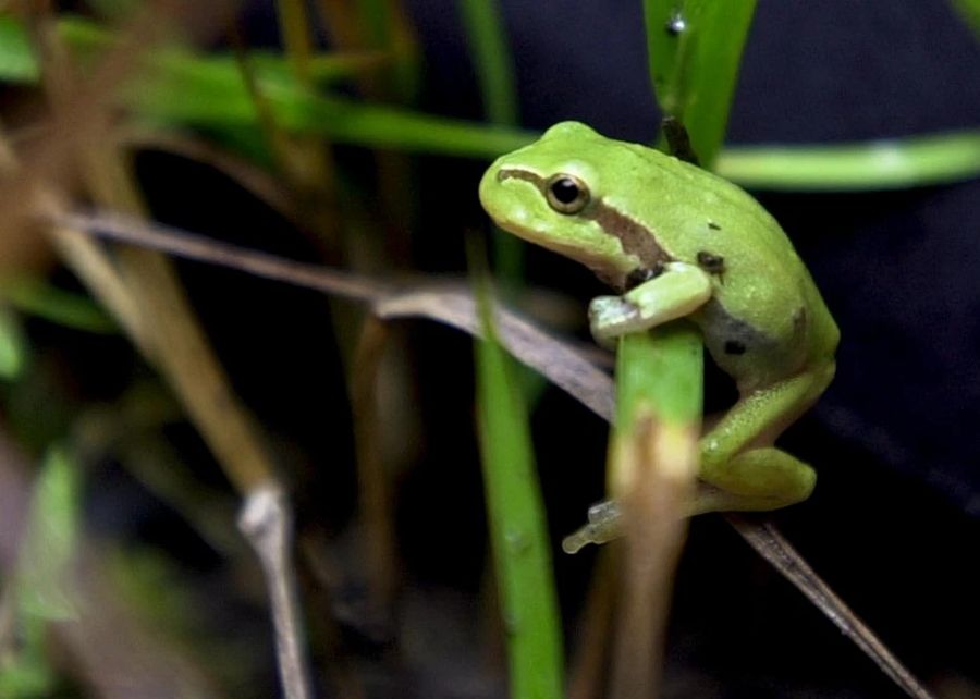 Laubfrosch