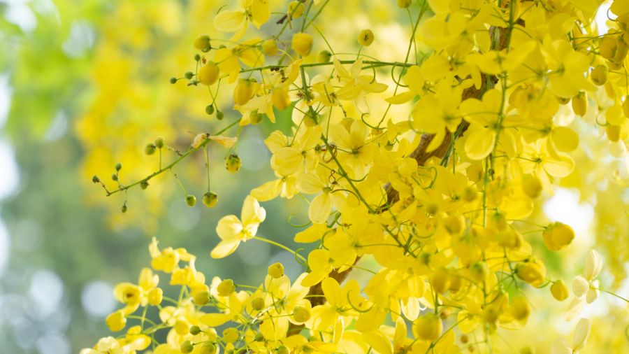 Blüten Goldregen