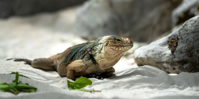 Ein Wirtelschwanzleguan kann ab heute, 22. Juni 2023, im Tierpark Bern bewundert werden. Der Tierpark Bern zeigt neu Wirtelschwanzleguane