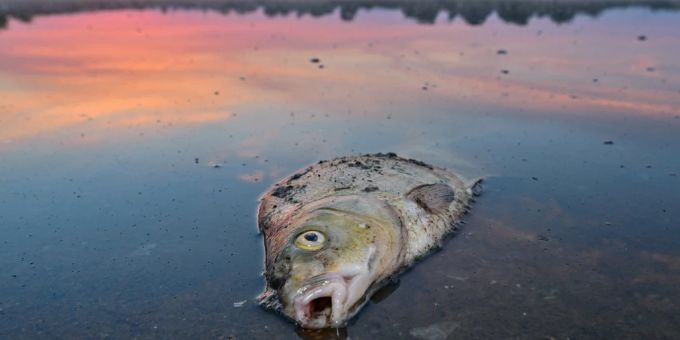 Ein Ölunfall in Péry macht die Fische der Schüss ungeniessbar. (Symbolbild) Oder