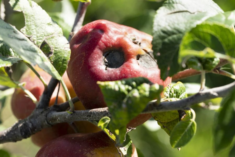 Hagelschaden an einem Apfel.