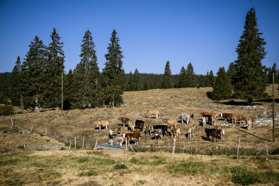 Die Schweiz erlebt diesen Sommer eine starke Dürre.