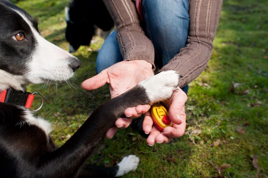 Hund Klicker Training Frauchen