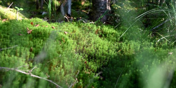 Die Moore haben einen grosse Bedeutung für die CO2-Bilanz. Moore