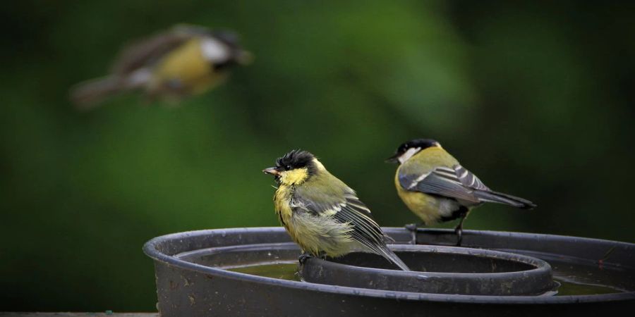 Kohlmeisen Vogeltränke Metall Wasser