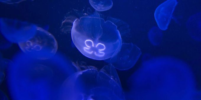 Die Qualle Turritopsis dohrnii ist unsterblich. Ein spanisches Forschungs-Team konnte herausfinden, was dahintersteckt. (Symbolbild) unsterbliche qualle