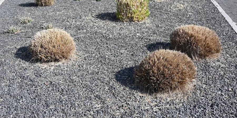 Mit einem ungewöhnlichen Garten-Wettstreit will das Ökowerk Emderinnen und Emder motivieren, mit Schotter oder Mulch versiegelte Flächen insektenfreundlicher zu gestalten. Foto: Carmen Jaspersen/dpa