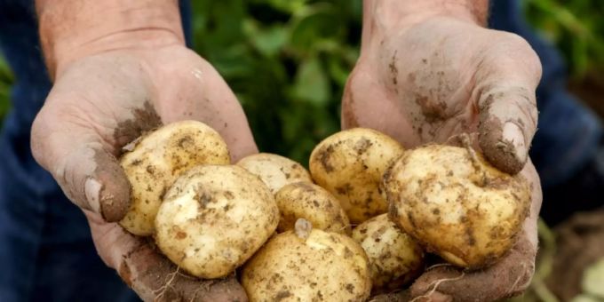 Bauer in Frankreich mit Kartoffelernte Bauer in Frankreich mit Kartoffelernte