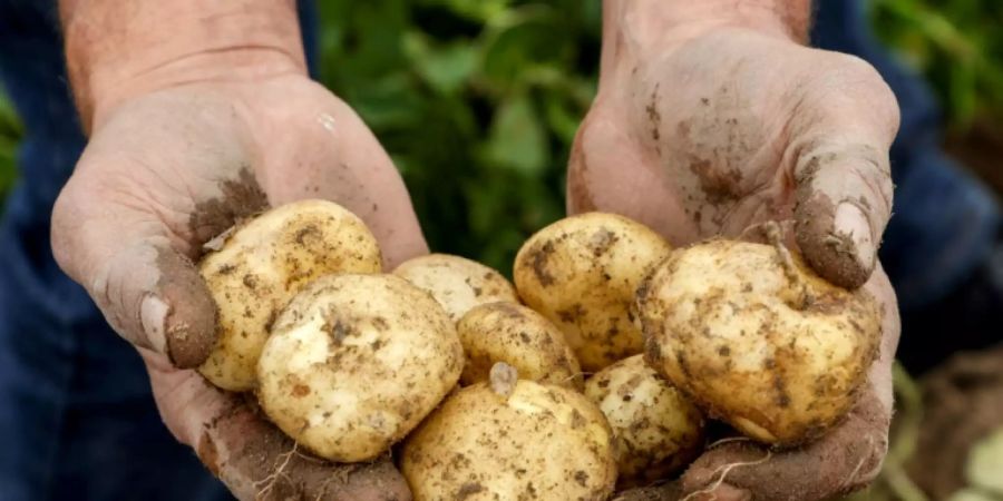 Bauer in Frankreich mit Kartoffelernte