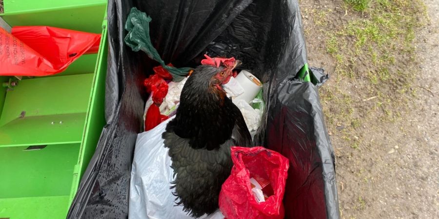 Huhn Robidog Zug