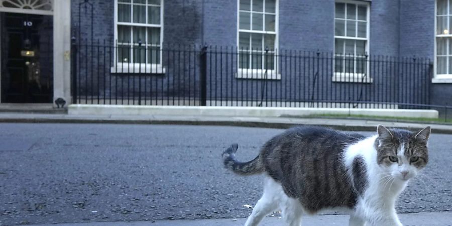 dpatopbilder - Kater Larry, «Oberster Mäusejäger des britischen Kabinetts», geht durch die Downing Street. Foto: Kirsty Wigglesworth/AP/dpa