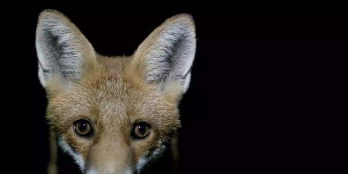 Fuchs Fuchs