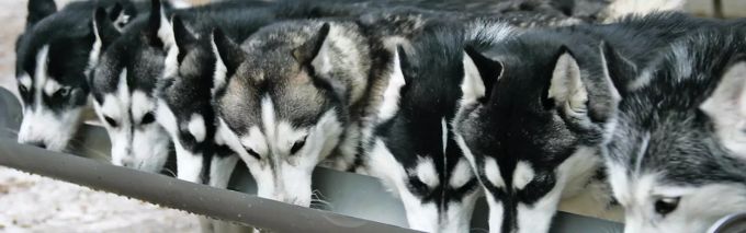 Solche Huskies haben den kleinen Bolonka Laja getötet. siberian husky