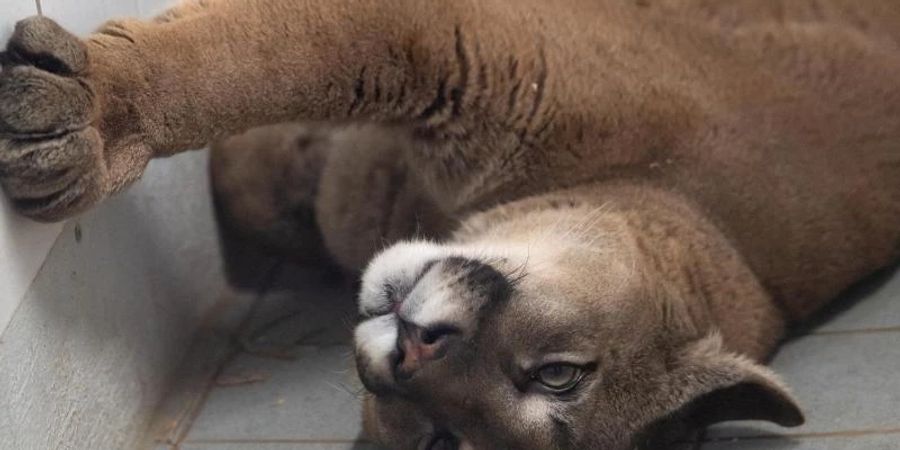 Ein Puma liegt im Exotenhaus der Auffangstation für Reptilien München e.V. in einem Gehege. Den ausgewachsenen Puma hat die Polizei bei der Kontrolle eines Autos in der Oberpfalz entdeckt. Foto: Sven Hoppe/dpa