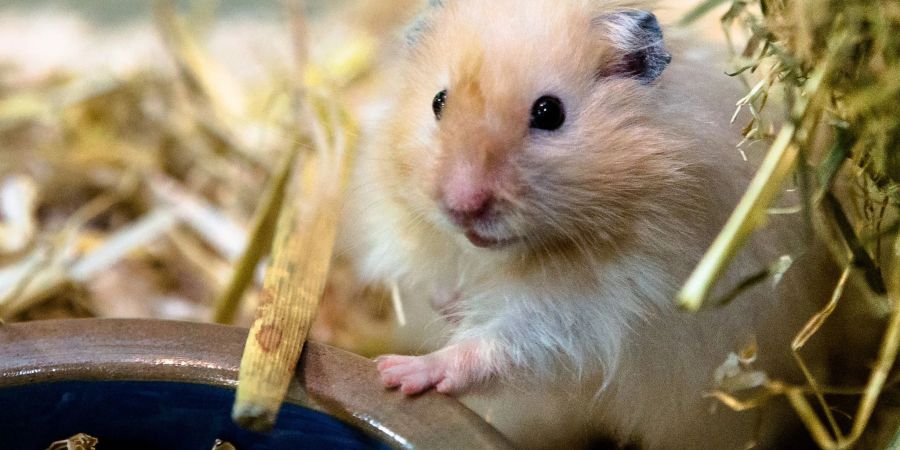 Wer seinem Goldhamster (Mesocricetus auratus) auch mal Freilauf bieten will, muss richtig aufpassen: Er passt durch kleinste Löcher.