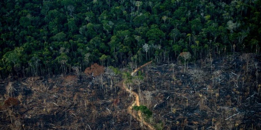 Waldschäden im Amazonas-Gebiet