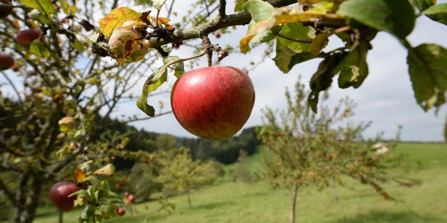 Streuobstwiesen helfen dabei, die Artenvielfalt zu sicher, gelten aber als gefährdet.