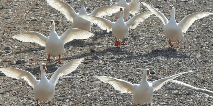 Gänse auf einem Bauernhof in der Türkei