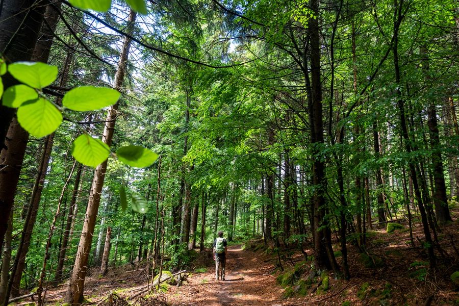 Wald Mann Wanderweg lichtdurchflutet