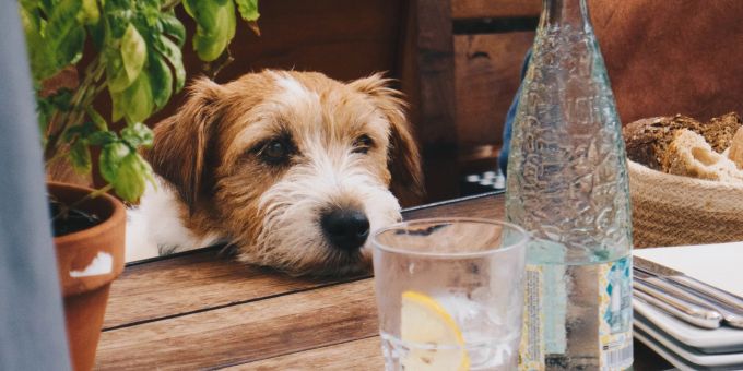 Verlockend für den Hund: der Esstisch. Hund bettelt