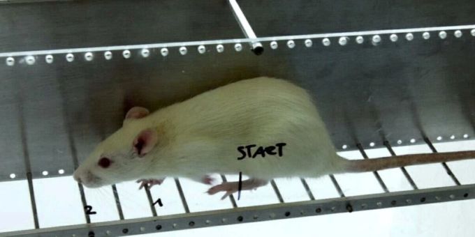 Zweites Leben - Tierschutz vermittelt Laborratten an Privathaushalte