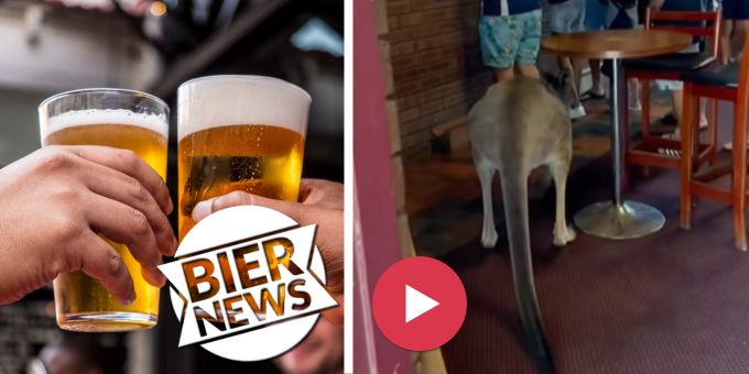 «Ist normal hier» - Känguru besucht Aussie-Bar – keinen interessiert's