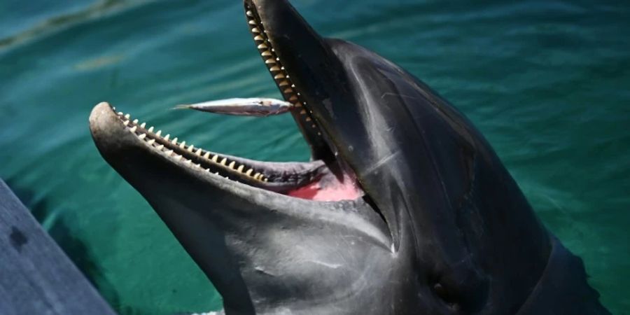 Hinter den Beissattacken soll ein einziger Delfin stecken