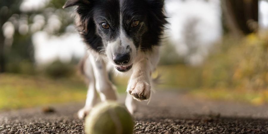 Hund Strasse spielen Tennisball