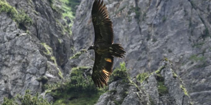Das Bartgeier-Weibchen Wally fliegt auf dem undatierten Foto im Nationalpark Berchtesgaden durch die Lüfte. Das Bartgeier-Weibchen Wally fliegt auf dem undatierten Foto im Nationalpark Berchtesgaden durch die Lüfte.