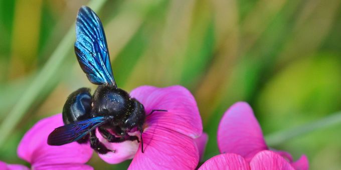 Summ, summ! Die Blauschimmernde Holzbiene fühlt sich am wohlsten, wenn sie sich an grossen und nektarreichen Blüten sattessen kann. Holzbiene blau Blüten fucsia