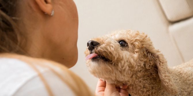 Hund Frau Schnauze Gesicht