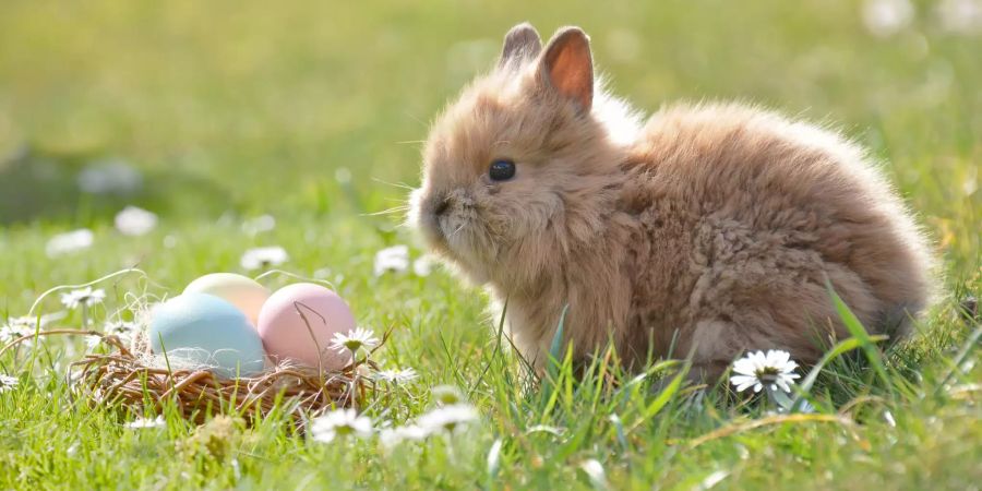 Hase Eier Ostern